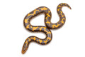 Gongylophis colubrinus loveridgei juvenil